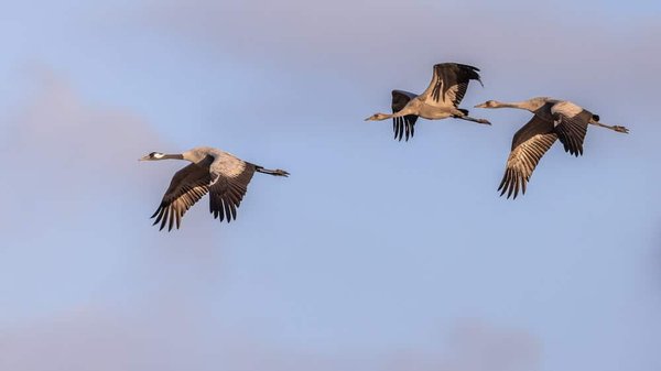 Où observer la migration des saumons en Alaska sans participer à des tours onéreux ?